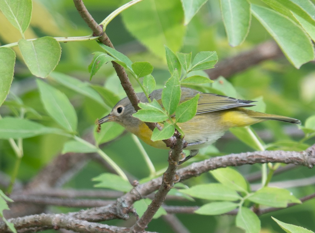 Nashville Warbler - ML641206267