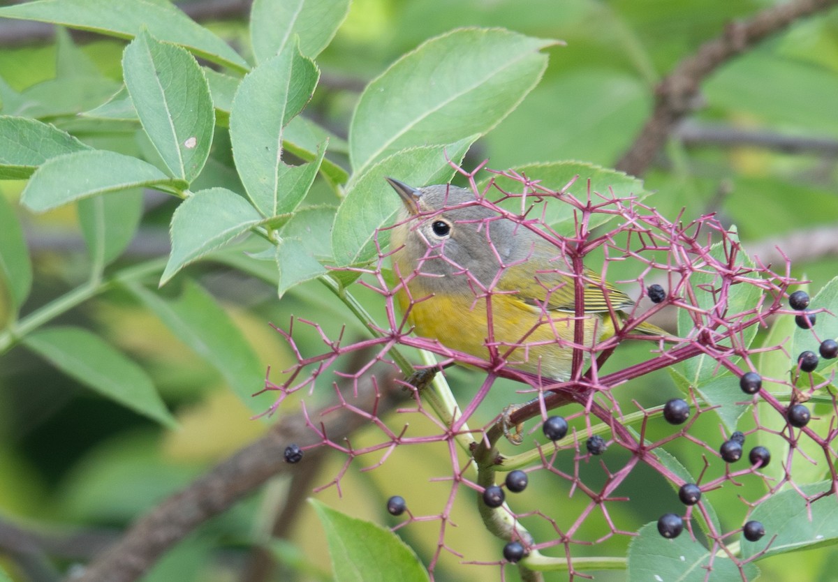 Nashville Warbler - ML641206268