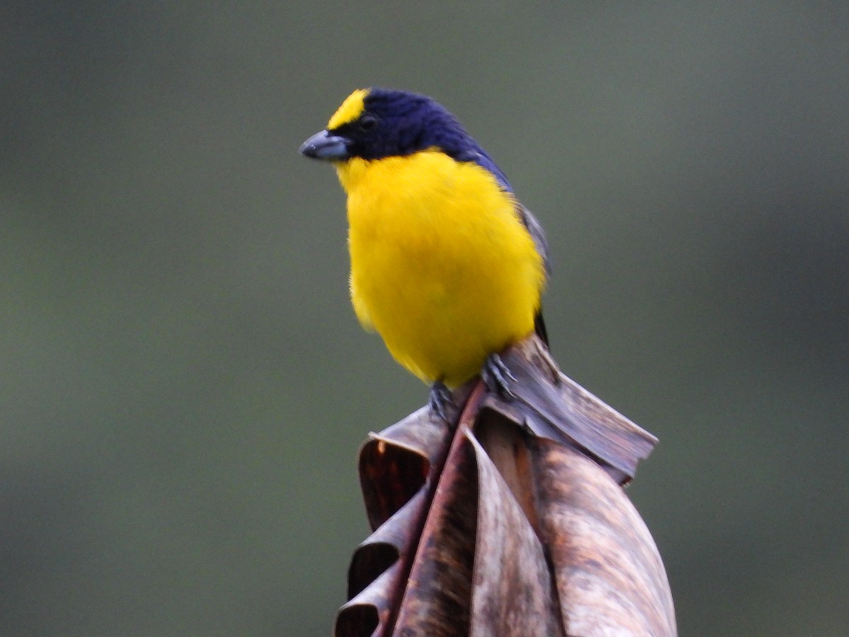 Thick-billed Euphonia - ML641206291