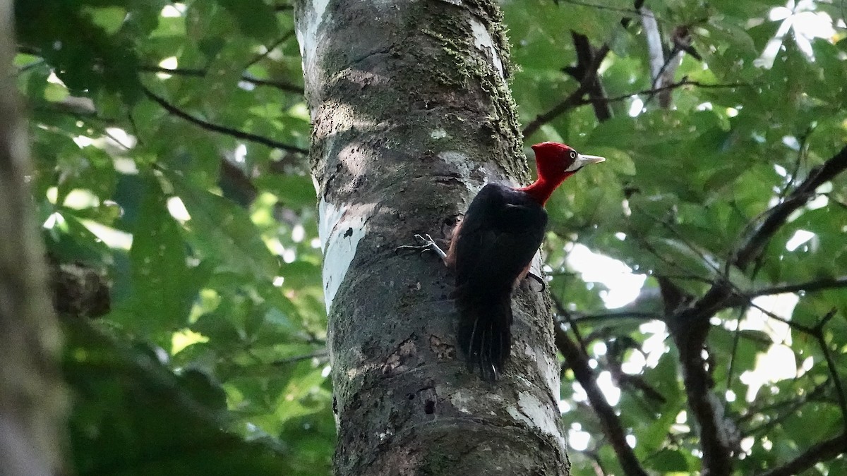 Red-necked Woodpecker - ML641206306