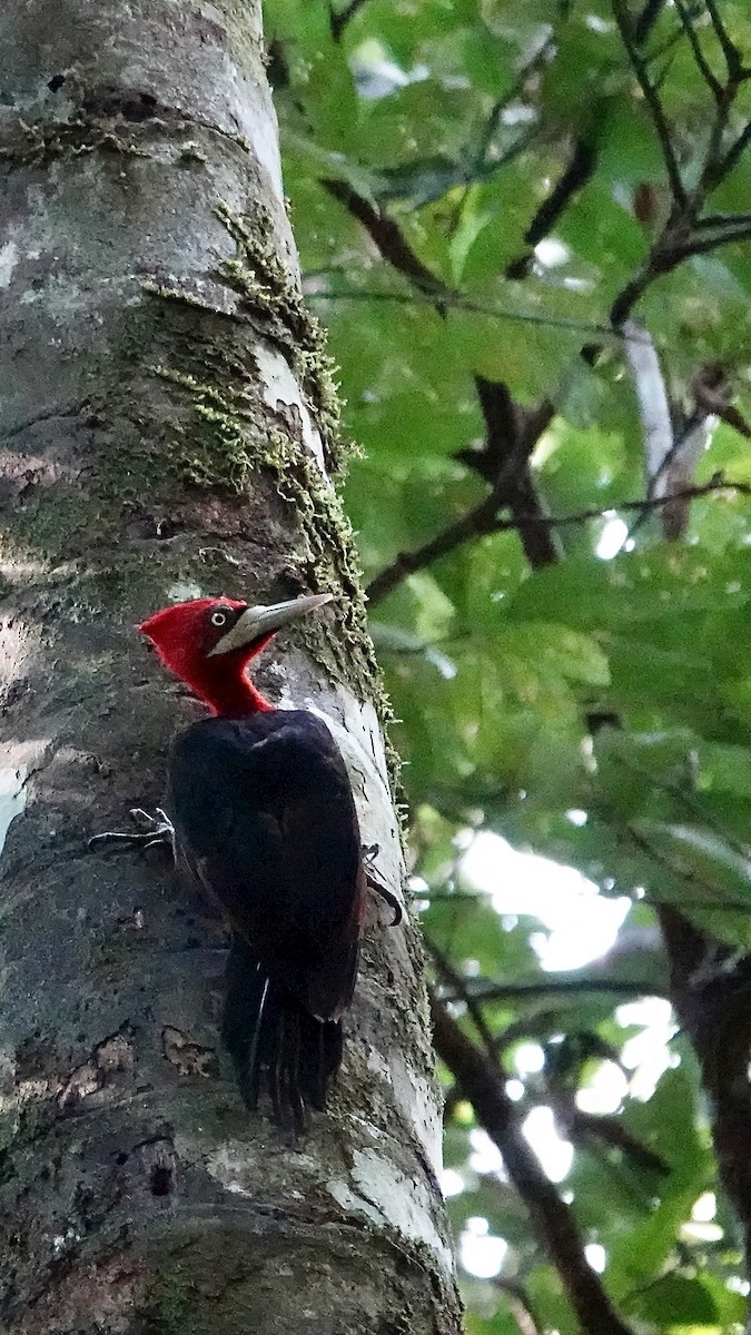 Red-necked Woodpecker - ML641206313