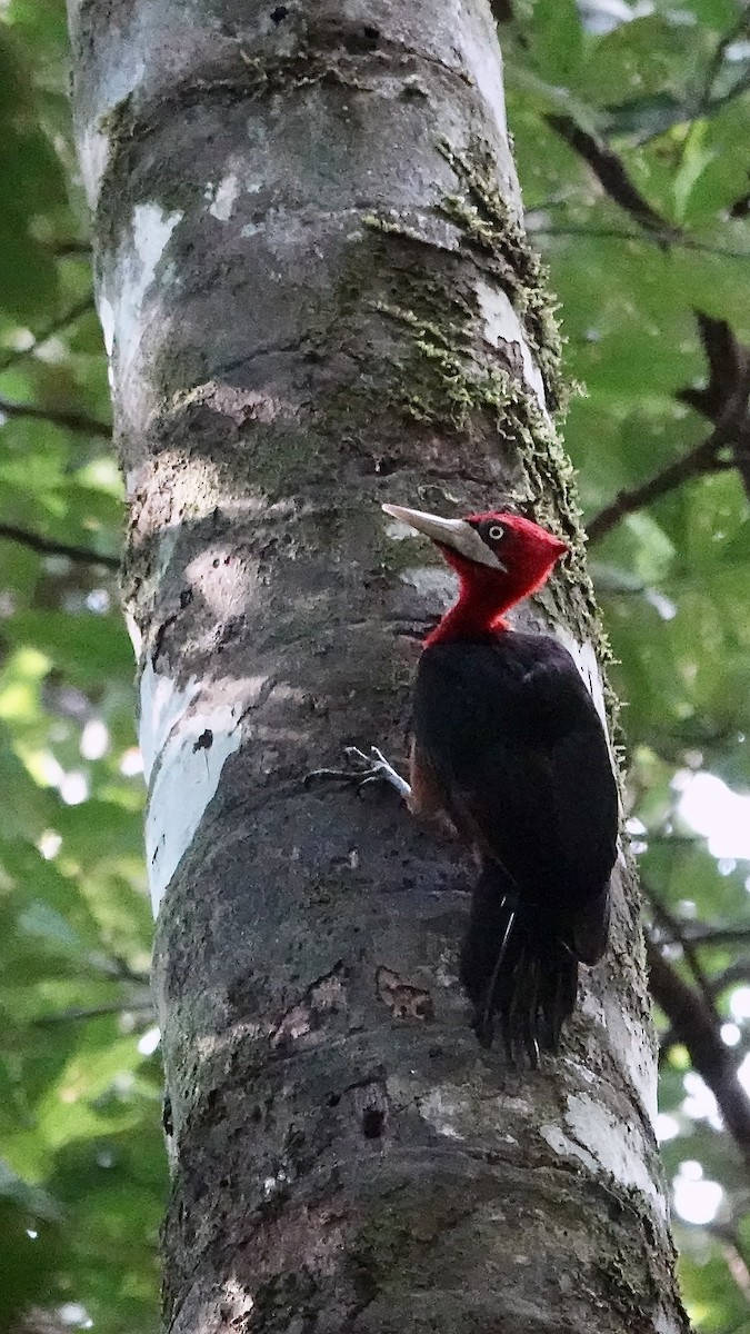 Red-necked Woodpecker - ML641206316