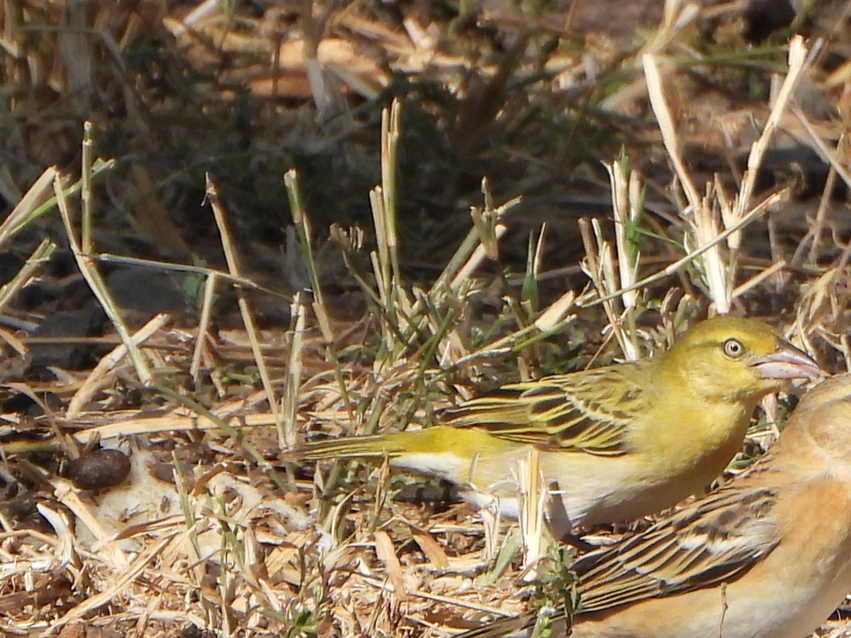Lesser Masked-Weaver - ML641206328