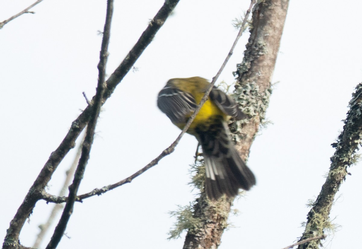 Magnolia Warbler - ML641206351