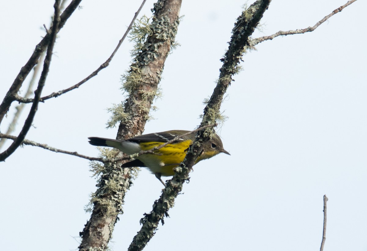 Magnolia Warbler - ML641206352
