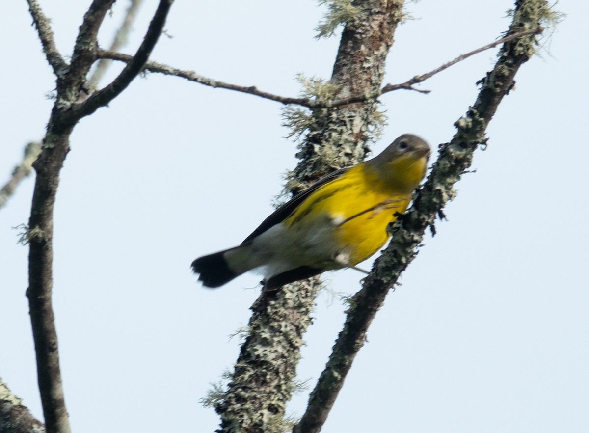 Magnolia Warbler - ML641206353