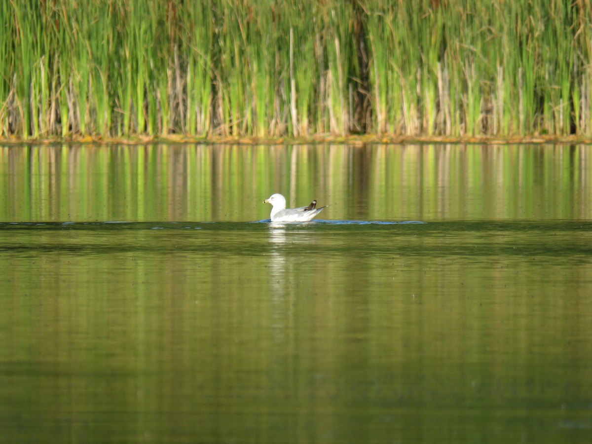 Ring-billed Gull - ML641206359