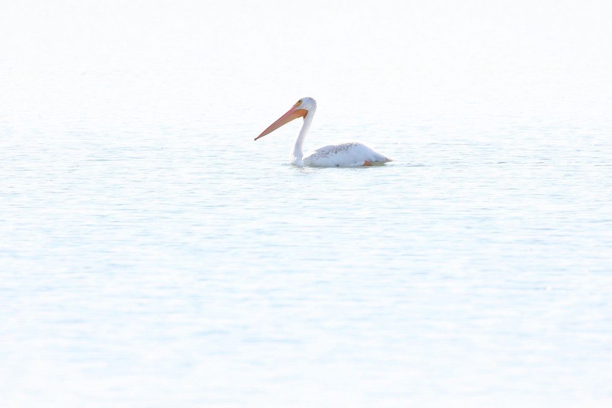 American White Pelican - ML641206368