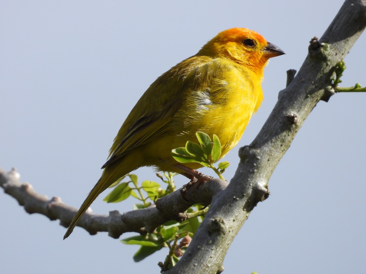 Saffron Finch - ML641206378