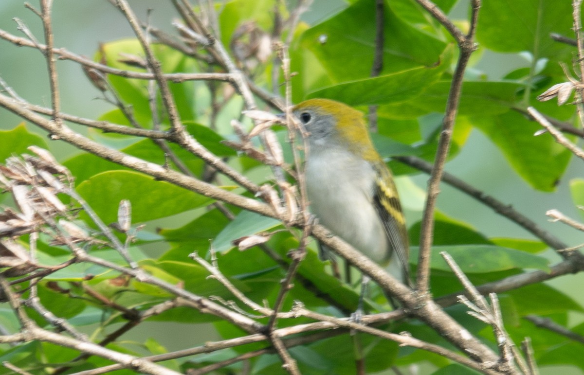 Chestnut-sided Warbler - ML641206379