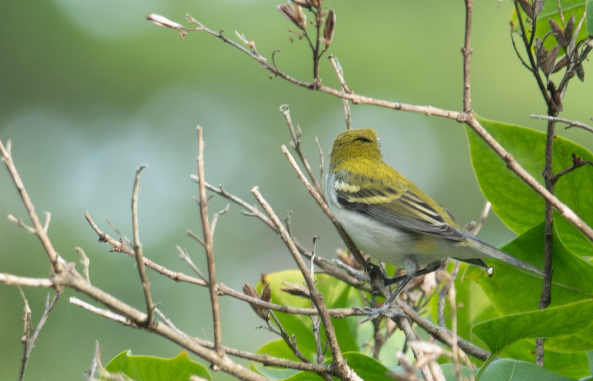 Chestnut-sided Warbler - ML641206380