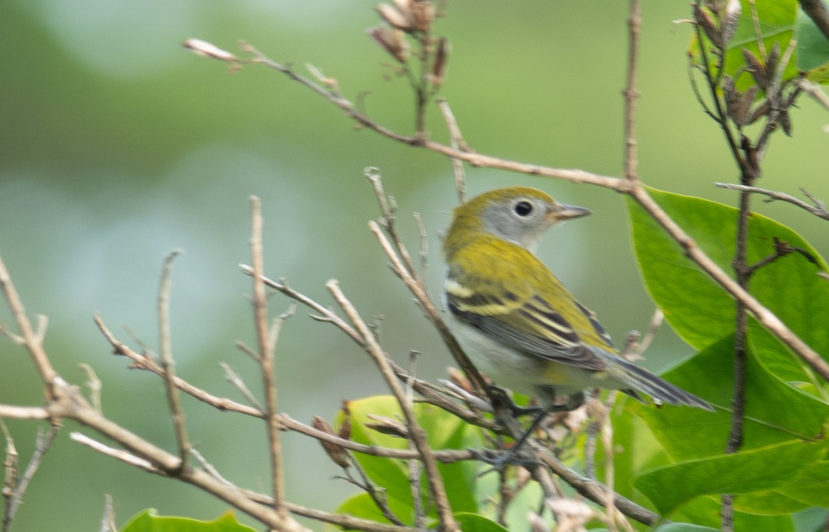 Chestnut-sided Warbler - ML641206381