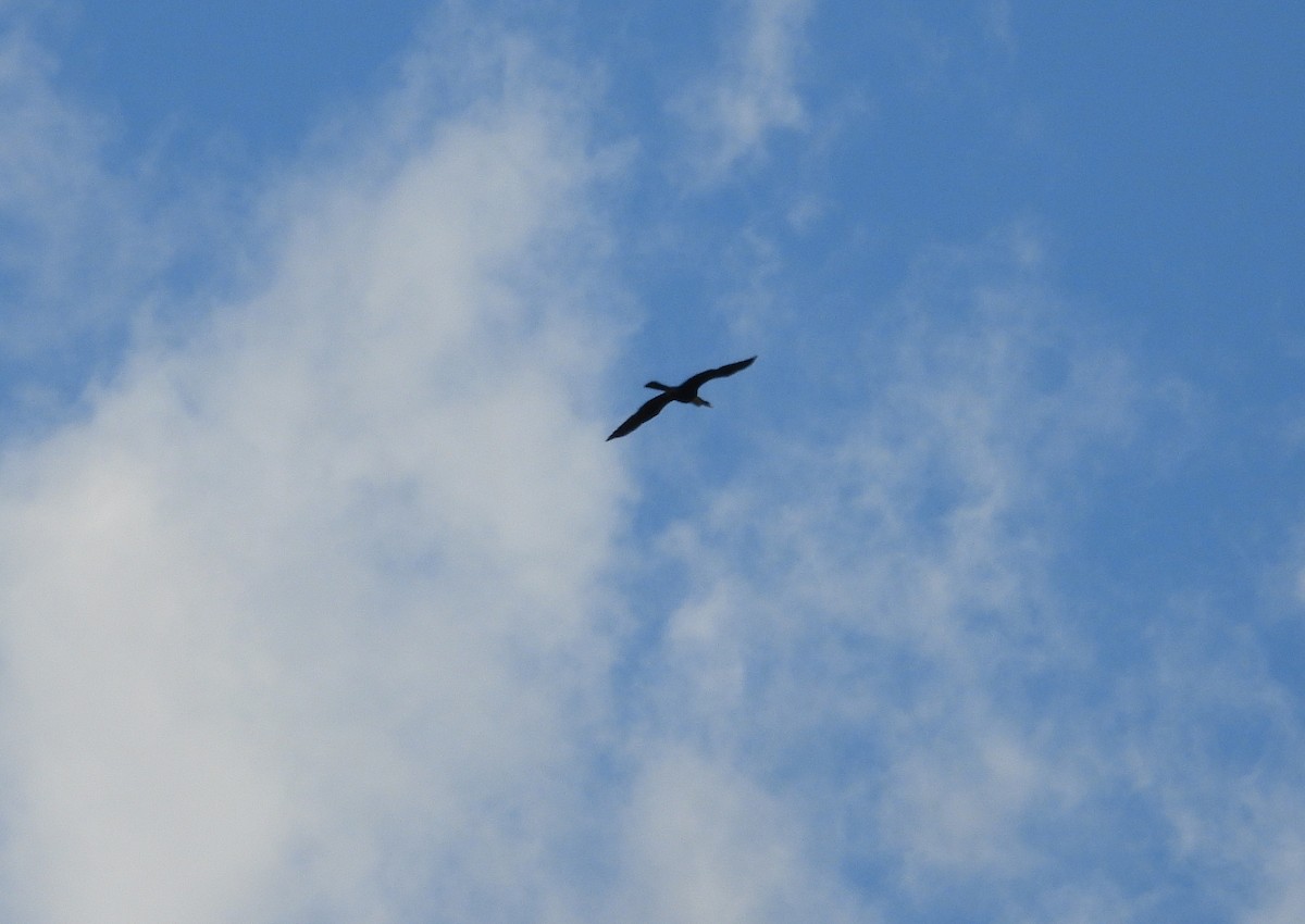 Anhinga - ML641206393