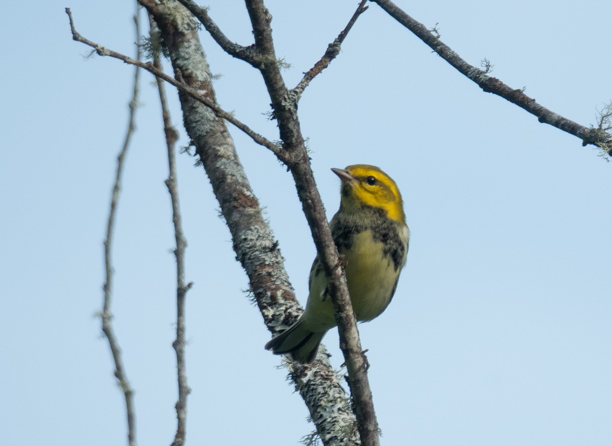 Black-throated Green Warbler - ML641206463