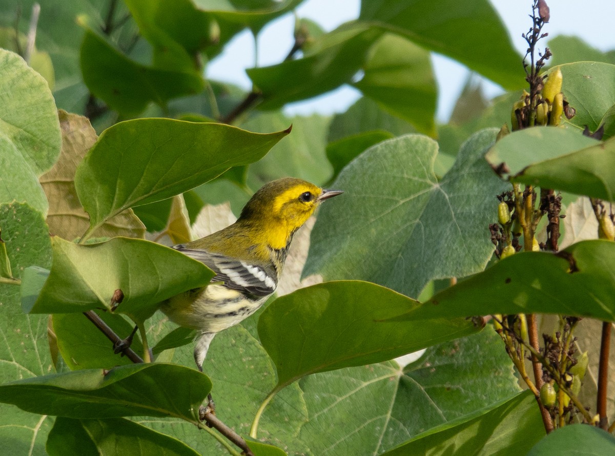 Black-throated Green Warbler - ML641206464
