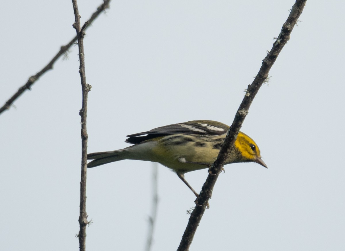 Black-throated Green Warbler - ML641206465
