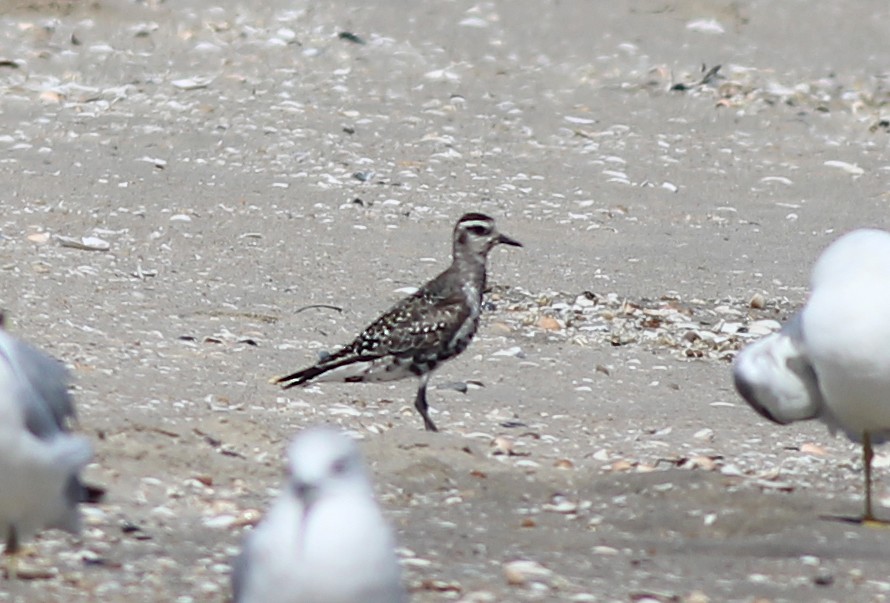 American Golden-Plover - ML641206494