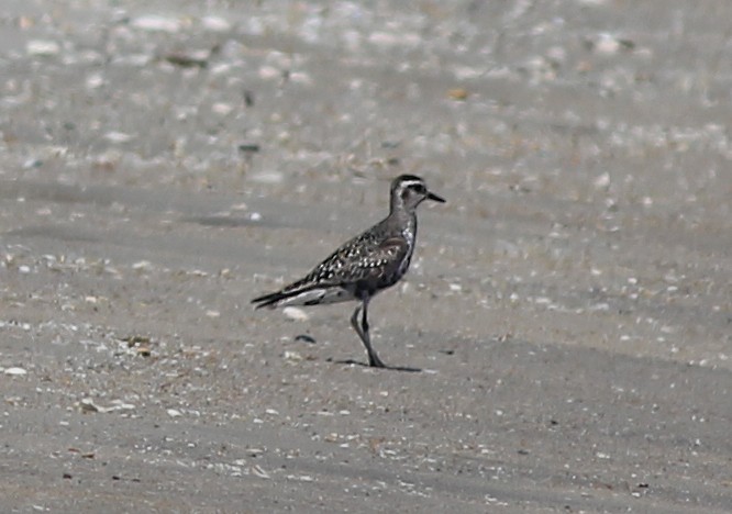 American Golden-Plover - ML641206496