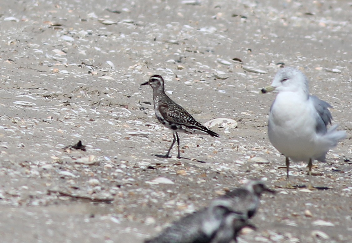 American Golden-Plover - ML641206497