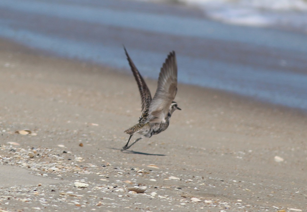 American Golden-Plover - ML641206498