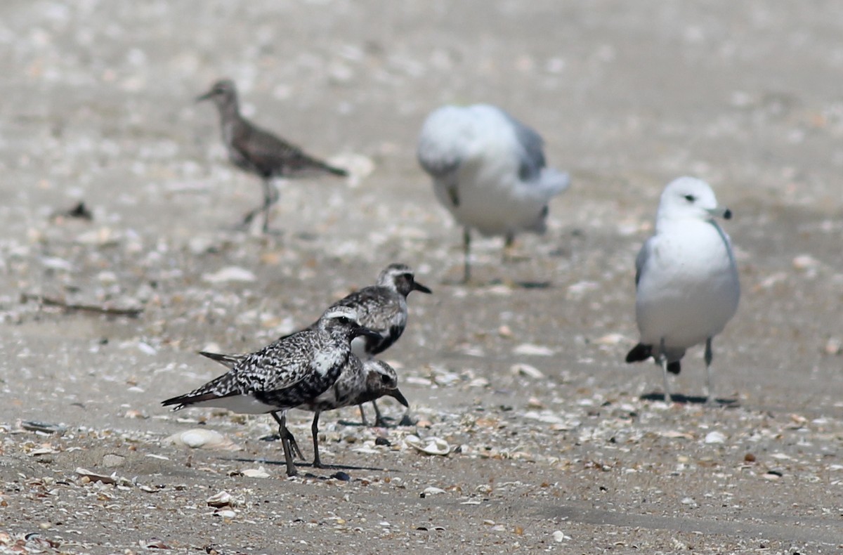 Black-bellied Plover - ML641206509