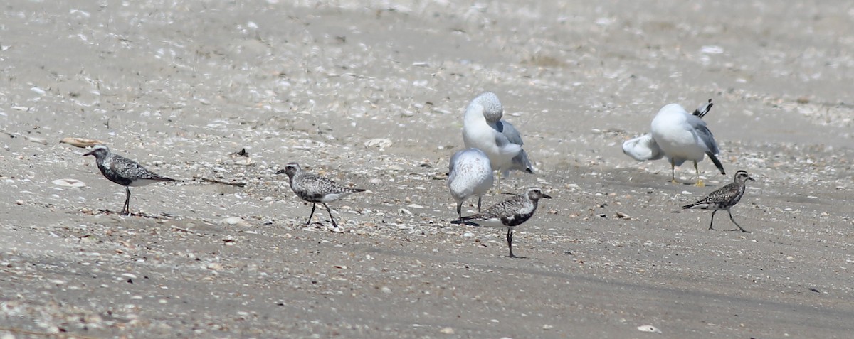 Black-bellied Plover - ML641206510