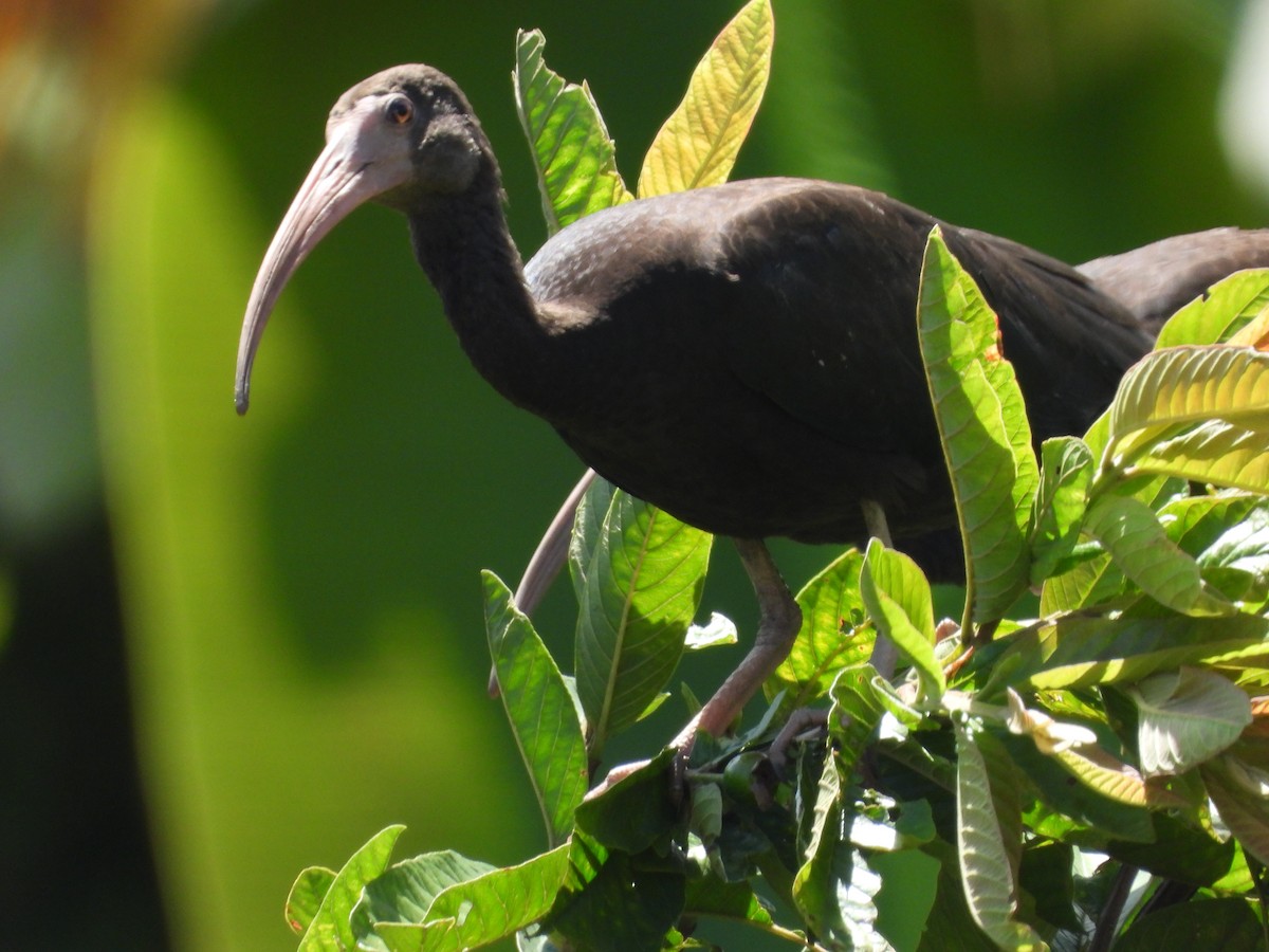 Bare-faced Ibis - ML641206513