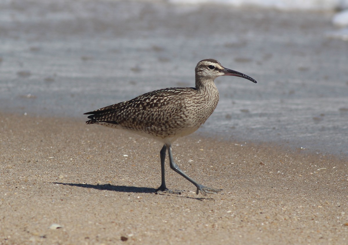 Hudsonian Whimbrel - ML641206515