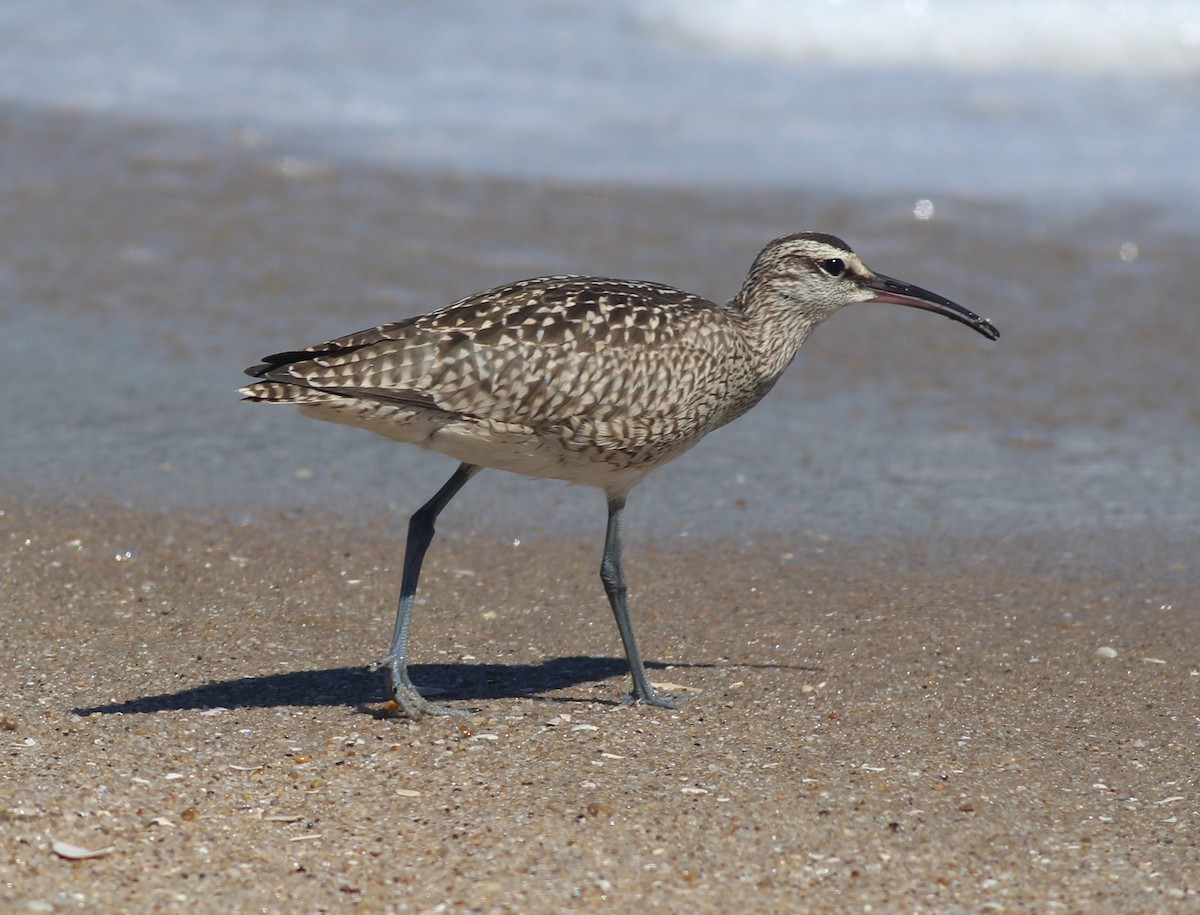 Hudsonian Whimbrel - ML641206516