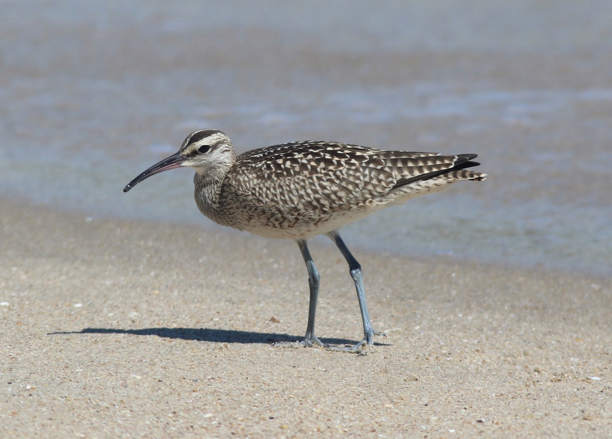 Hudsonian Whimbrel - ML641206517