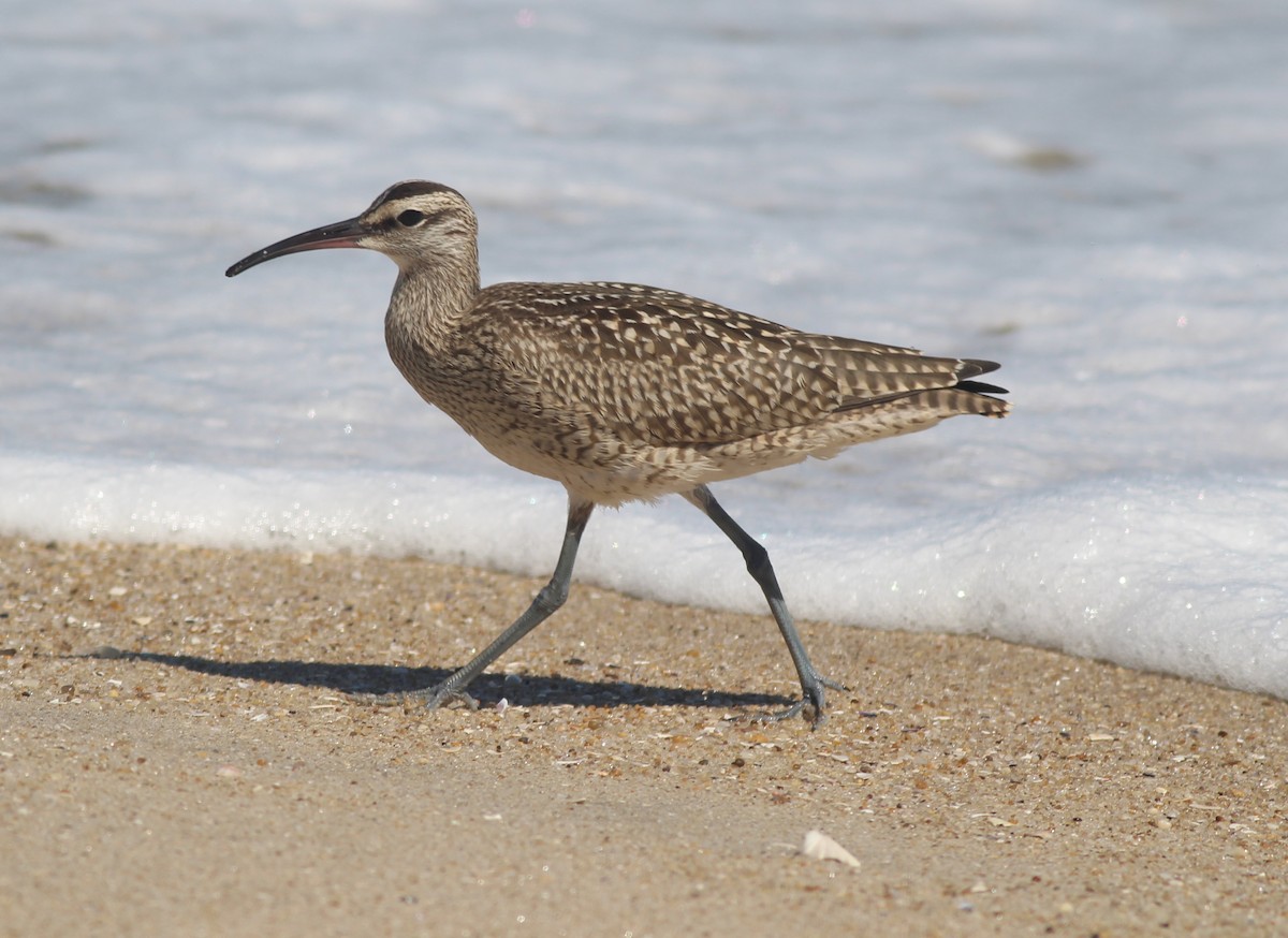Hudsonian Whimbrel - ML641206518