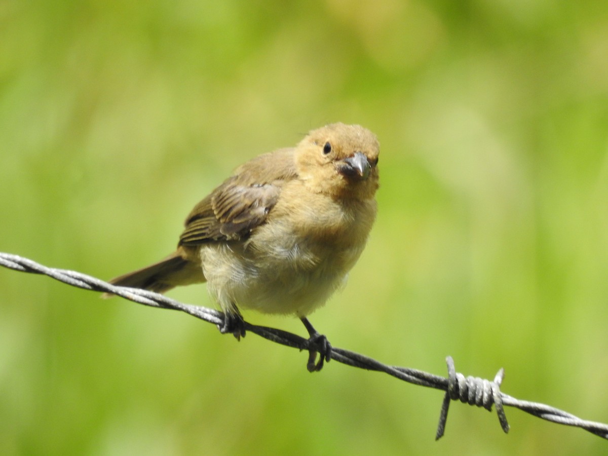 Lined Seedeater - ML641206529