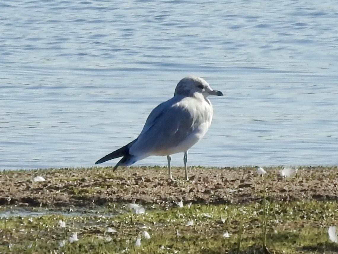 Ring-billed Gull - ML641206554
