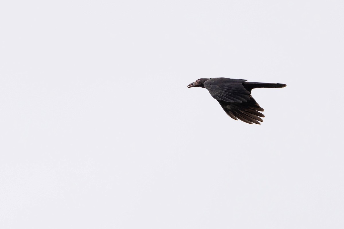Gray Crow - ML641206555