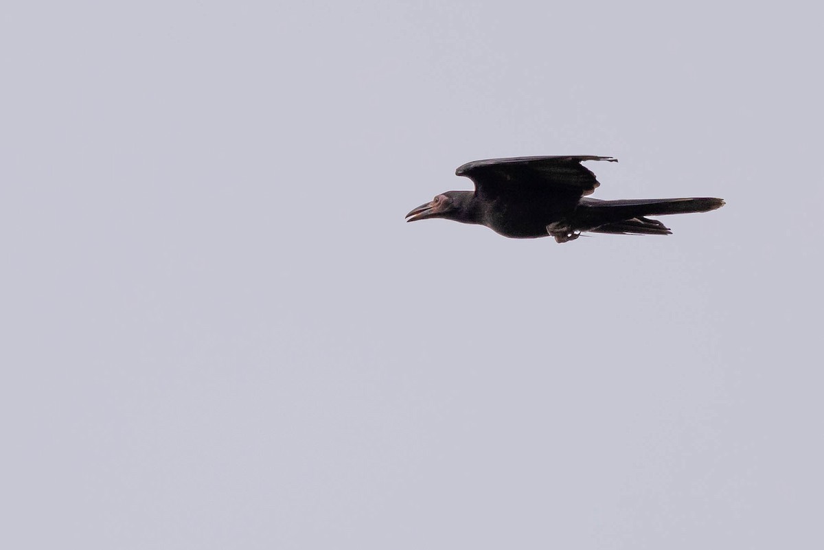 Gray Crow - ML641206556