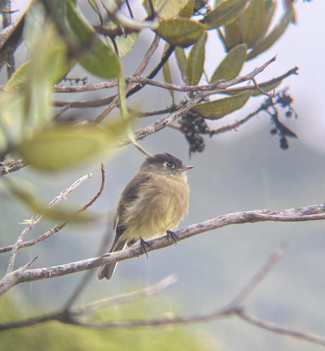 Black-capped Flycatcher - ML641206567