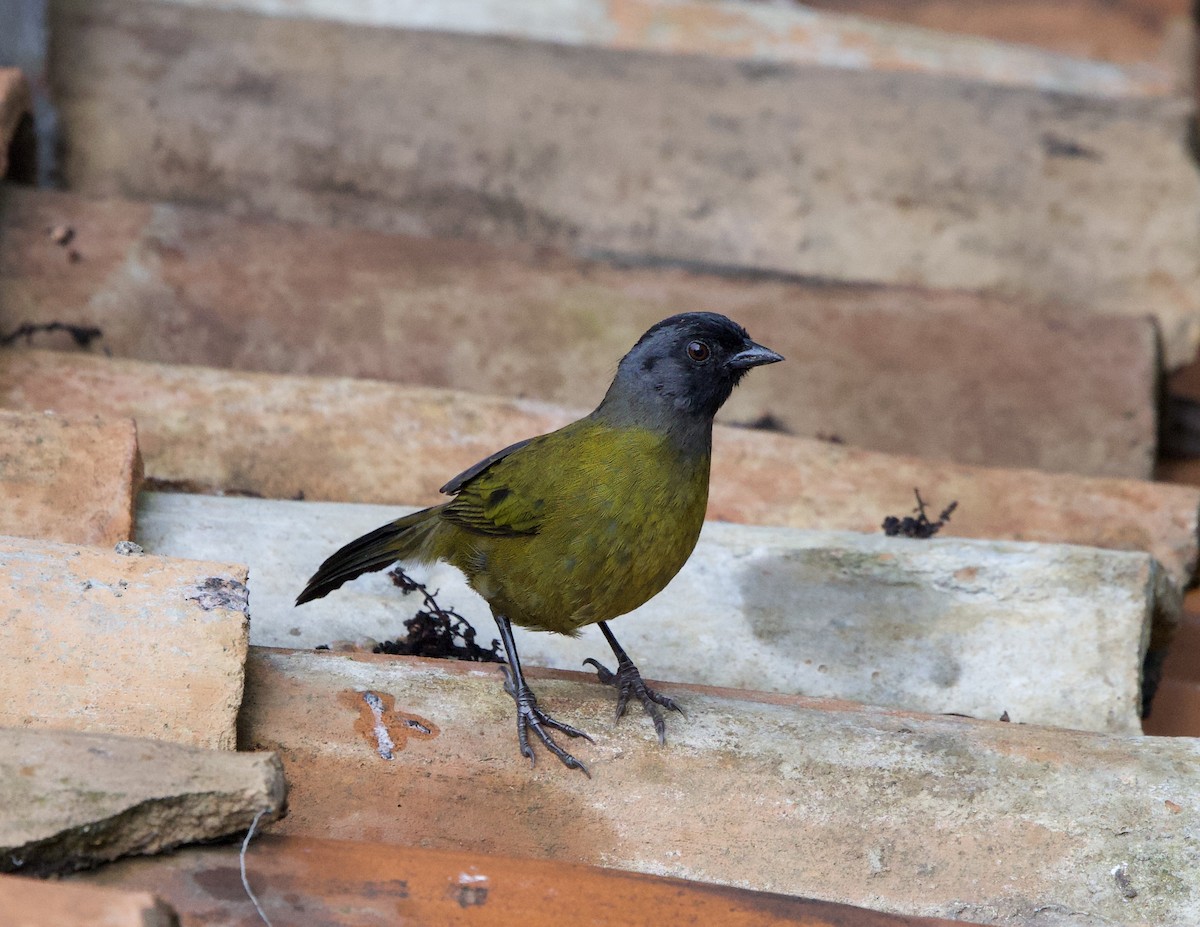 Large-footed Finch - ML641206583