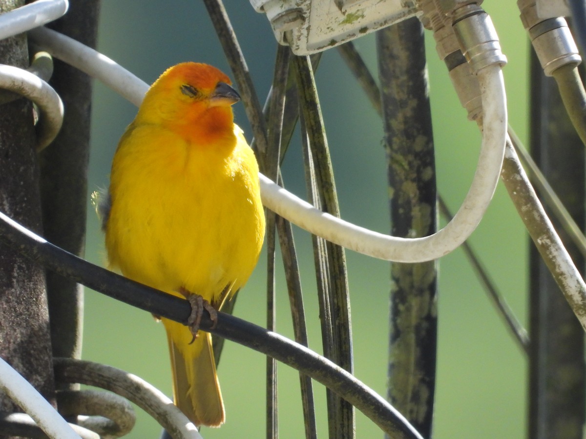 Saffron Finch - ML641206601