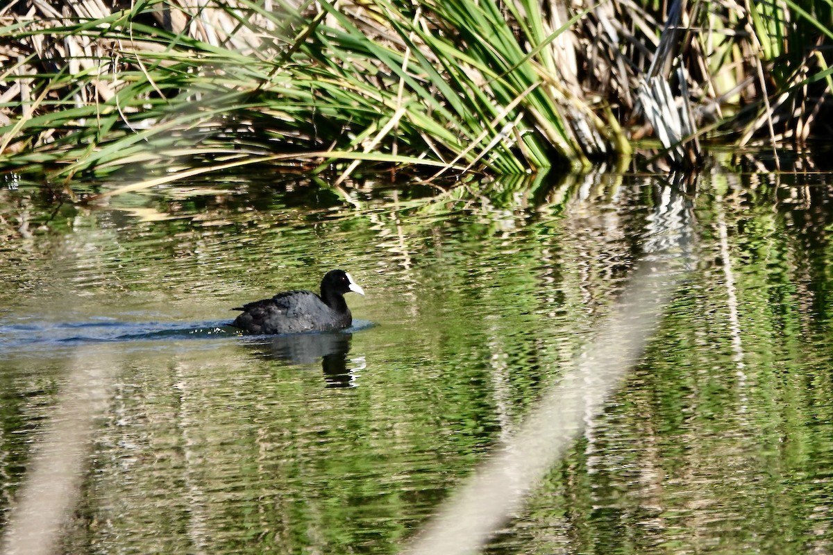 Blässhuhn - ML641206642