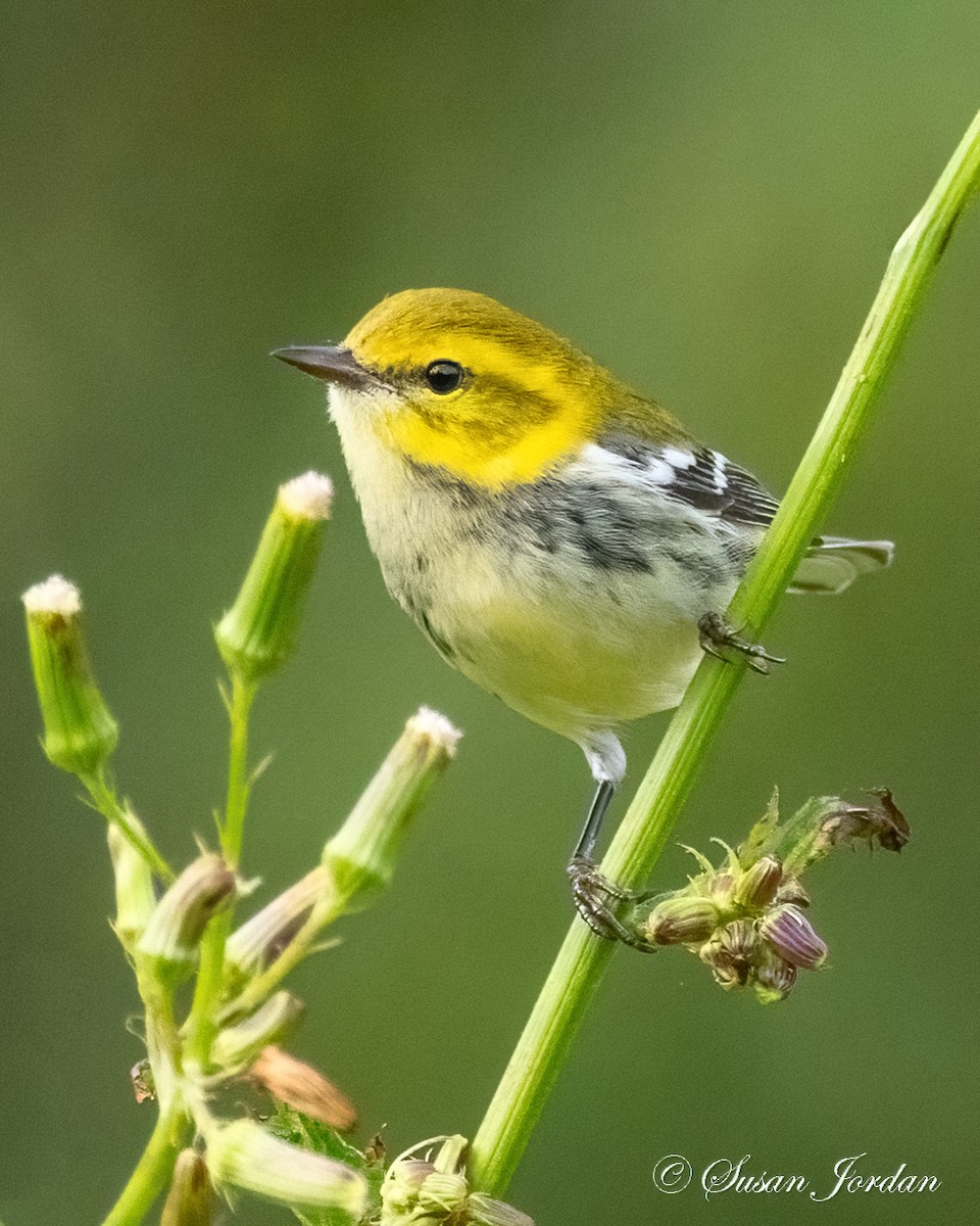 Grünmantel-Waldsänger - ML641206663