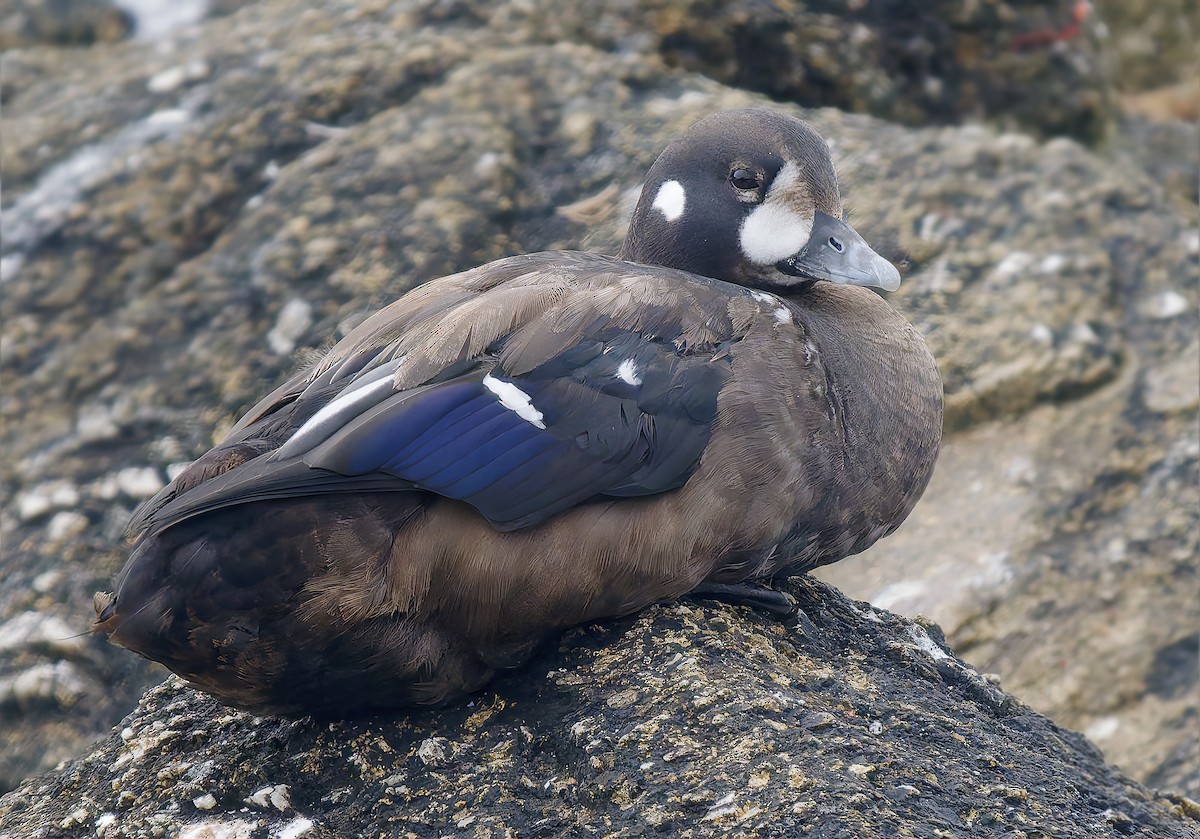 Harlequin Duck - ML641206667