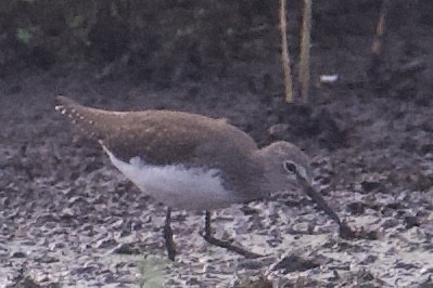 Waldwasserläufer - ML641206675