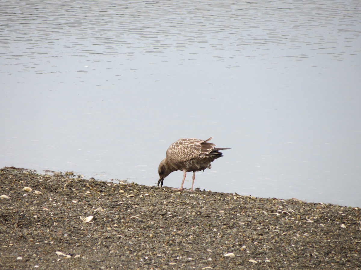 American Herring Gull - ML641206698