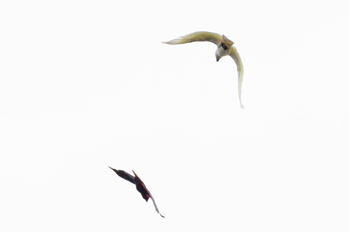 Papuan Eclectus - ML641206700