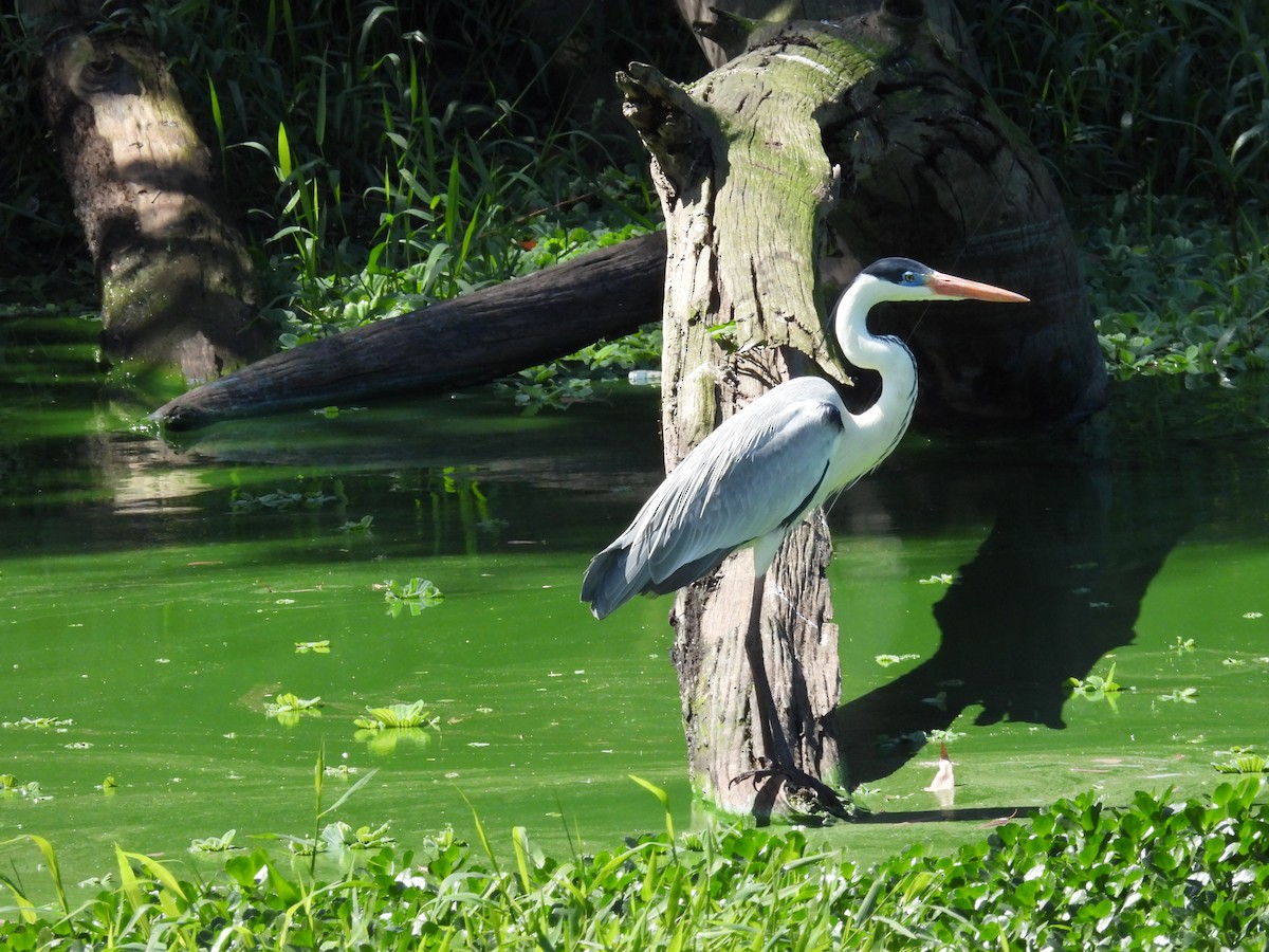 Cocoi Heron - ML641206735