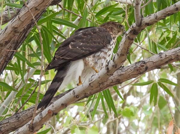 Cooper's Hawk - ML641206736