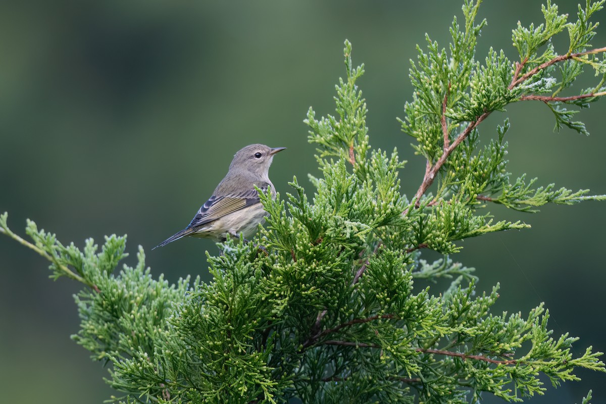 Cape May Warbler - ML641206737