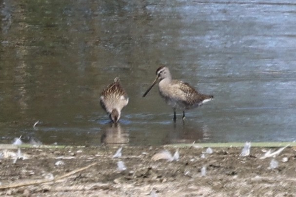 Short-billed Dowitcher - ML641206740