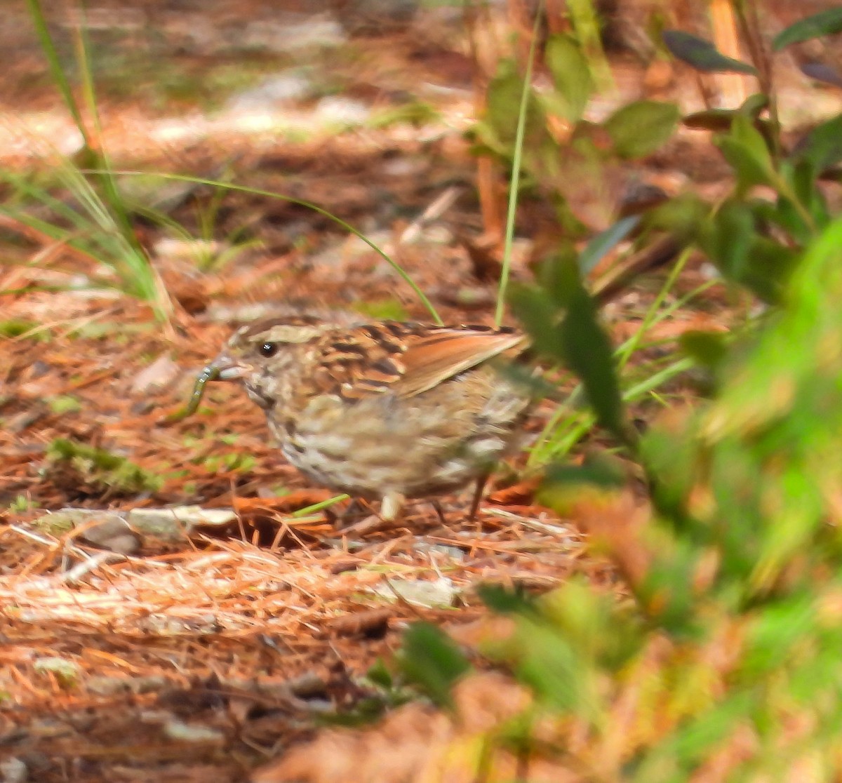 Swamp Sparrow - ML641206743