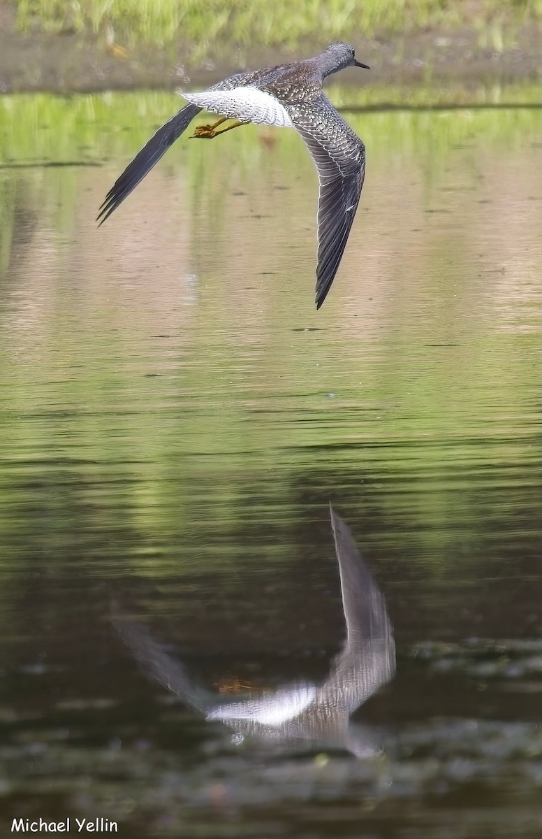 Lesser Yellowlegs - ML641206747